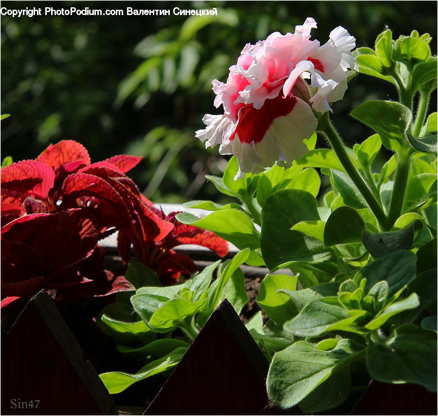 Blossom, Flower, Peony, Plant, Potted Plant, Flora, Geranium