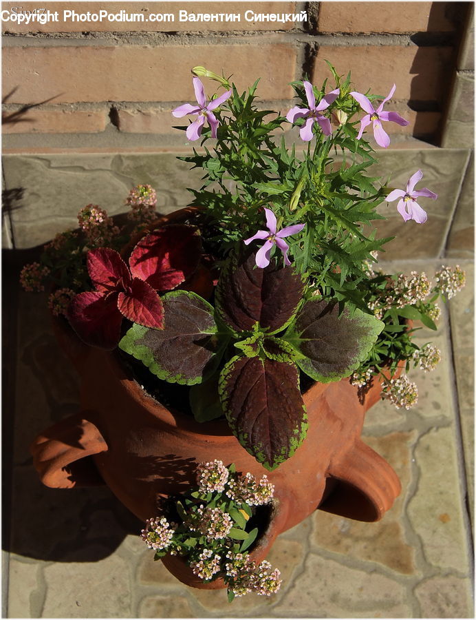 Plant, Potted Plant, Floral Design, Apiaceae, Blossom, Flower, Flower Arrangement