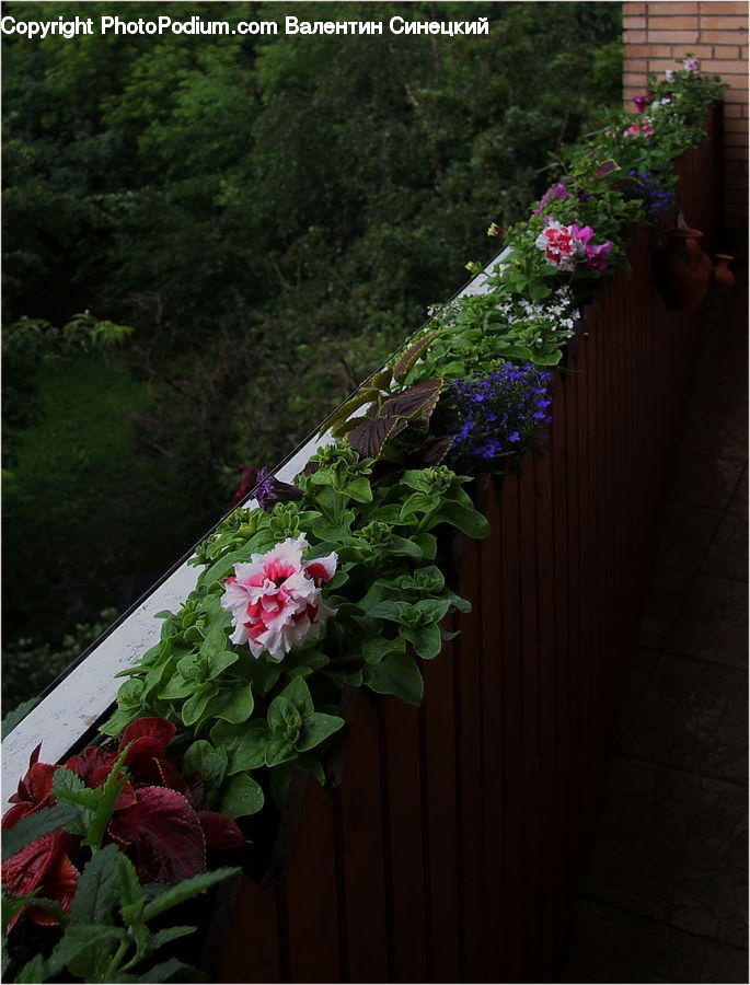 Plant, Potted Plant, Herbs, Mint, Balcony, Garden, Gardening