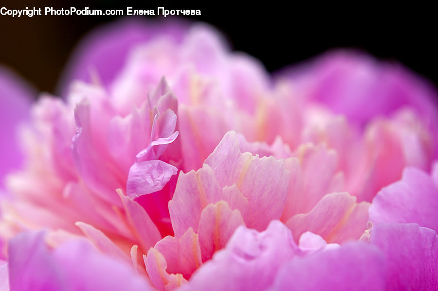 People, Person, Human, Blossom, Flower, Peony, Plant