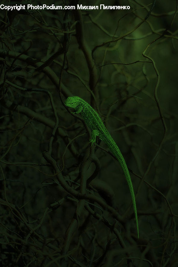 Green Snake, Reptile, Snake