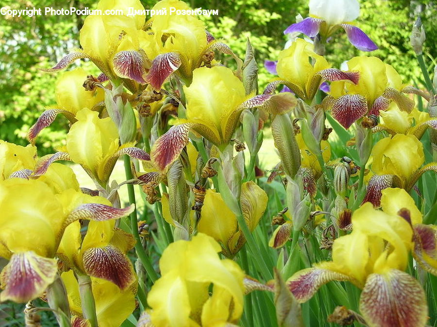 Flora, Flower, Iris, Plant, Blossom, Petal, Tulip