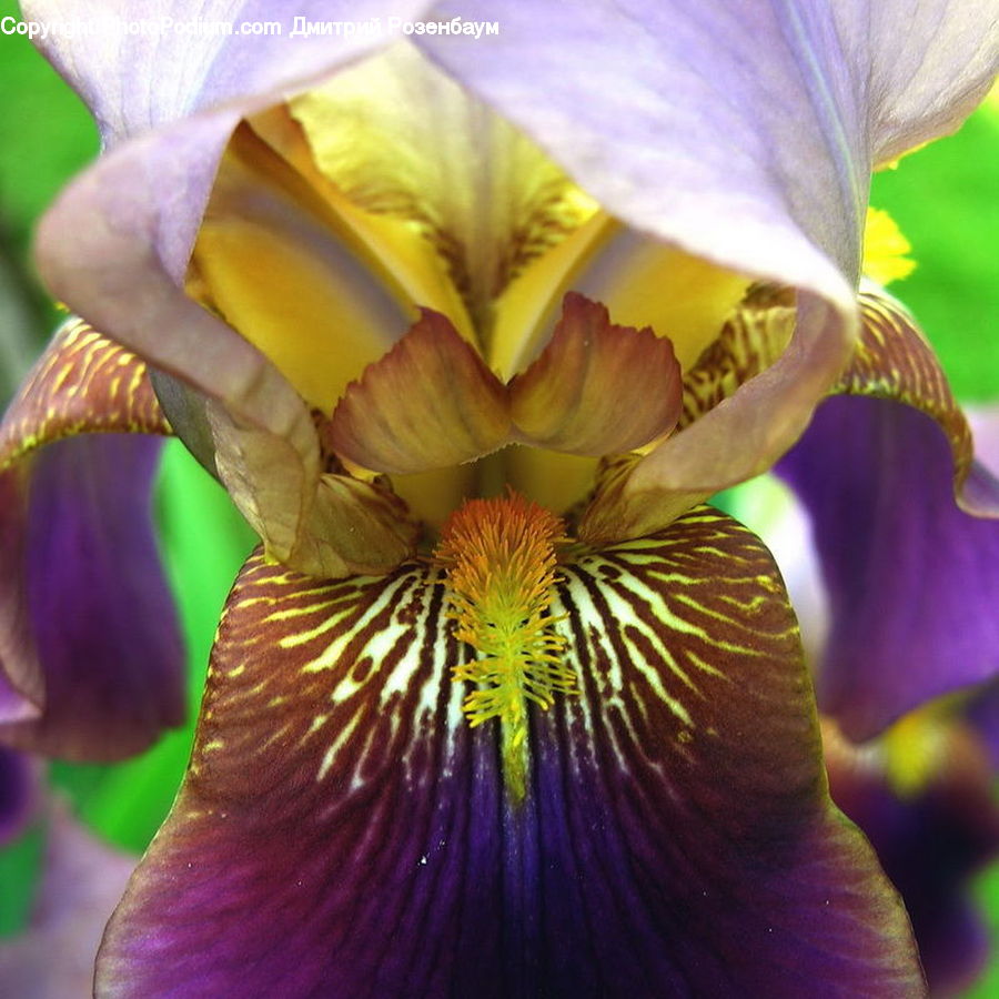 Flora, Flower, Iris, Plant, Blossom, Petal, Crocus