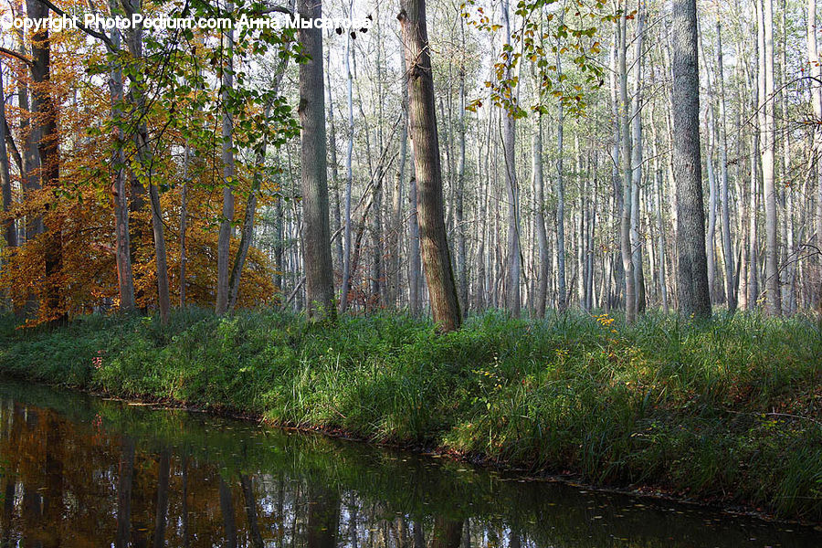 Land, Marsh, Outdoors, Swamp, Water, Forest, Grove