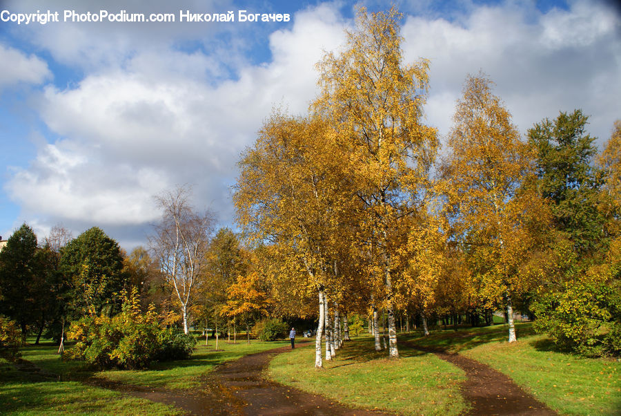 Dirt Road, Gravel, Road, Park, Birch, Tree, Wood