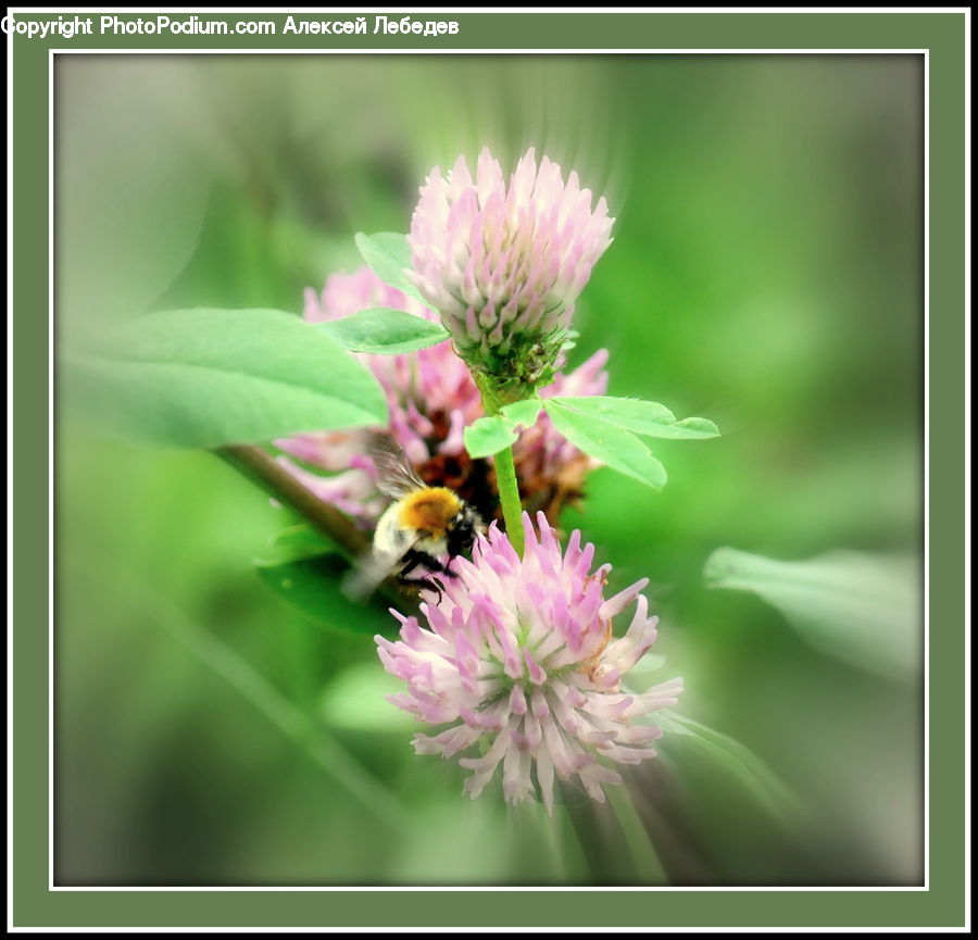 Blossom, Flora, Flower, Plant, Andrena, Apidae, Bee