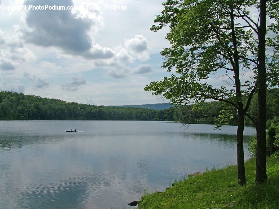 Plant, Tree, Lake, Outdoors, Water, Oak, Sycamore