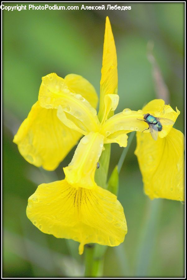 Blossom, Daffodil, Flora, Flower, Plant, Iris, Petal