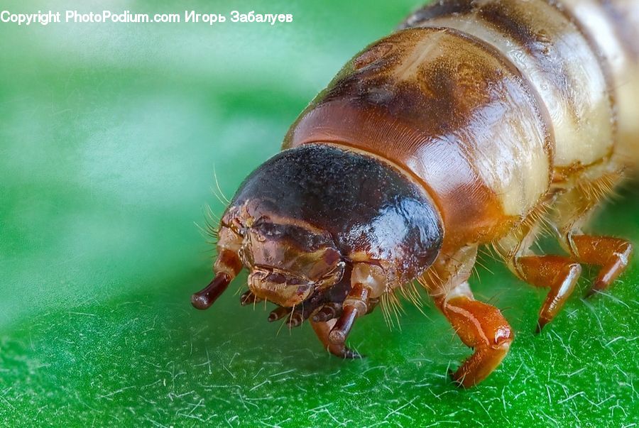Cockroach, Insect, Invertebrate, Andrena, Apidae, Bee, Bumblebee