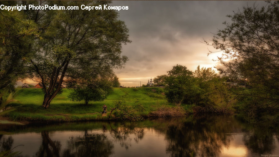 Plant, Tree, Oak, Wood, Forest, Grove, Land