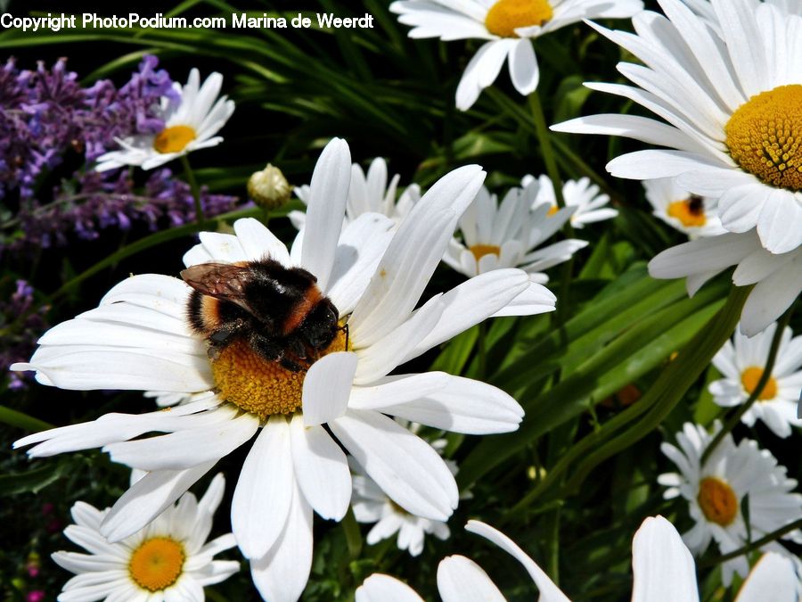 Daisies, Daisy, Flower, Plant, Bee, Insect, Invertebrate
