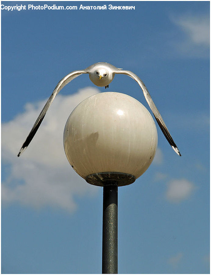 Lamp Post, Pole, Beak, Bird