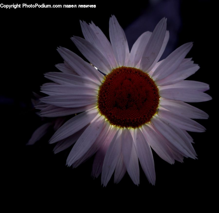 Daisies, Daisy, Flower, Plant, Blossom, Flora, Petal