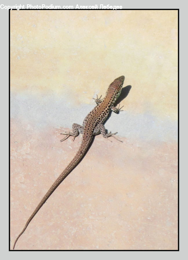 Lizard, Reptile, Iguana, Gecko, Wildlife