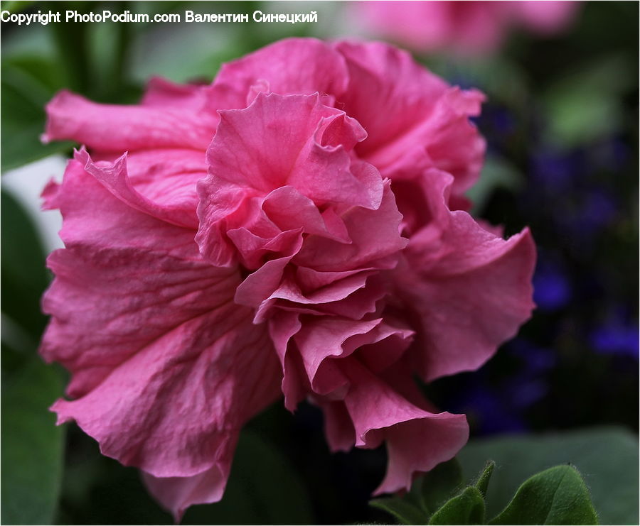 Blossom, Carnation, Flower, Plant, Flora, Geranium