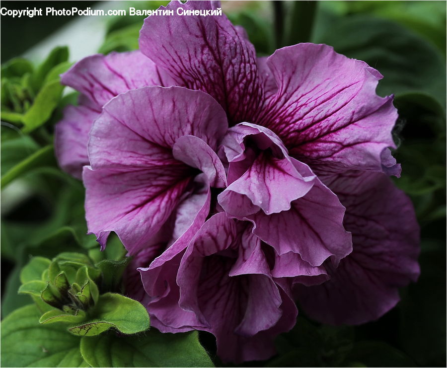 People, Person, Blossom, Flora, Flower, Geranium, Human