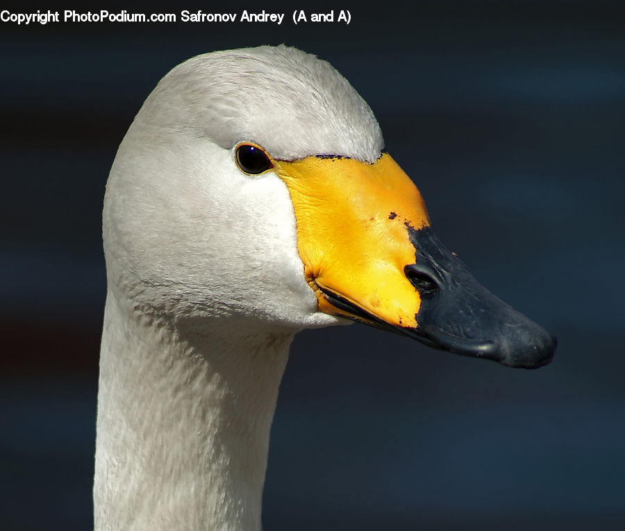 Beak, Bird, Swan, Waterfowl, Goose, Head, Portrait