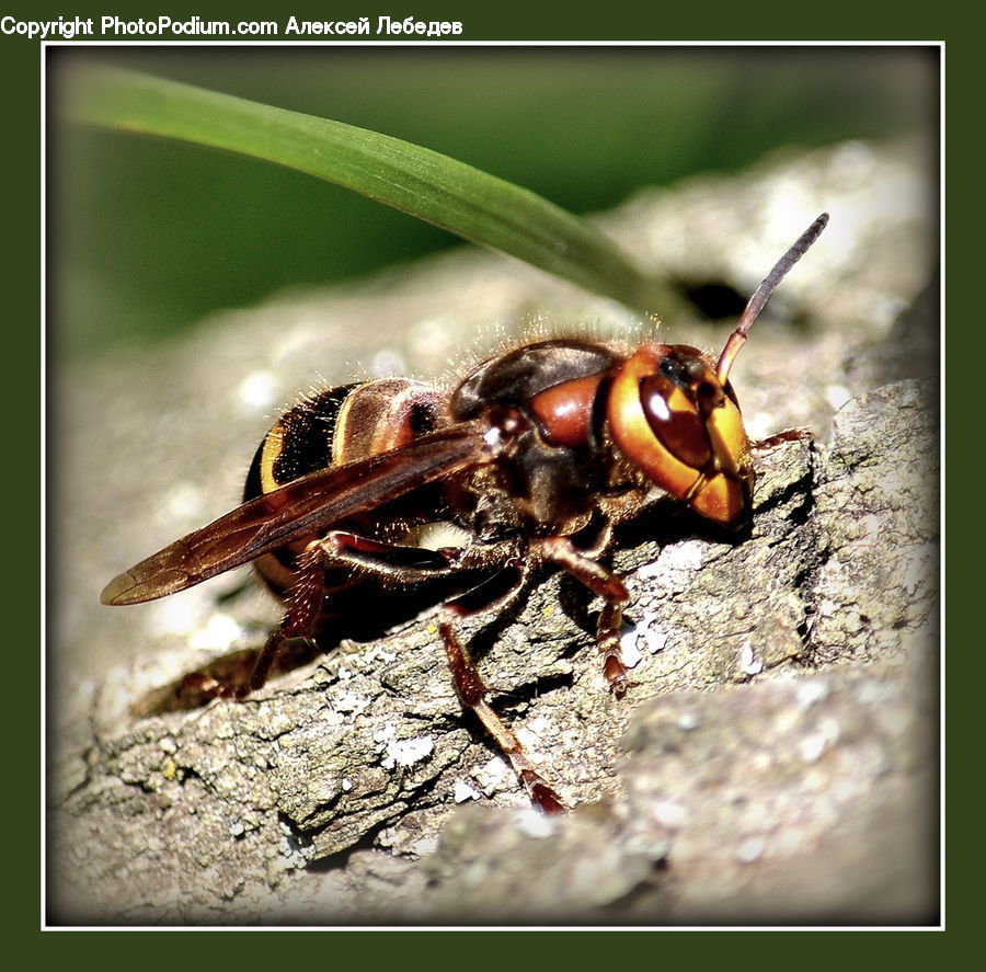 Bee, Hornet, Insect, Invertebrate, Wasp, Asilidae, Apidae