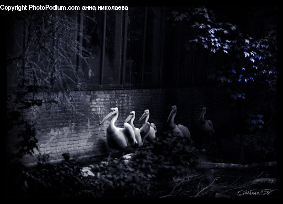 Bird, Pelican, Duck, Teal, Waterfowl, Goose, Swan
