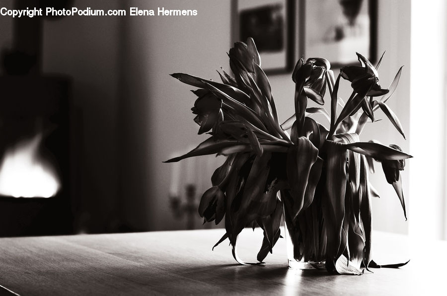Plant, Potted Plant, Amaryllis, Flower, Blossom, Flora, Petal