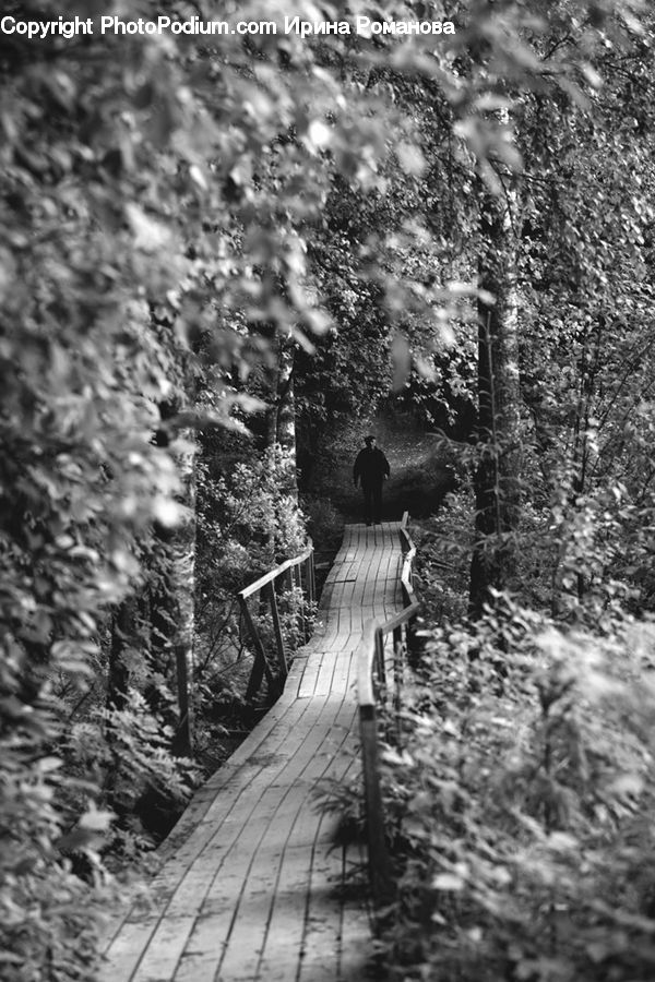 Path, Trail, Forest, Jungle, Vegetation, Boardwalk, Deck