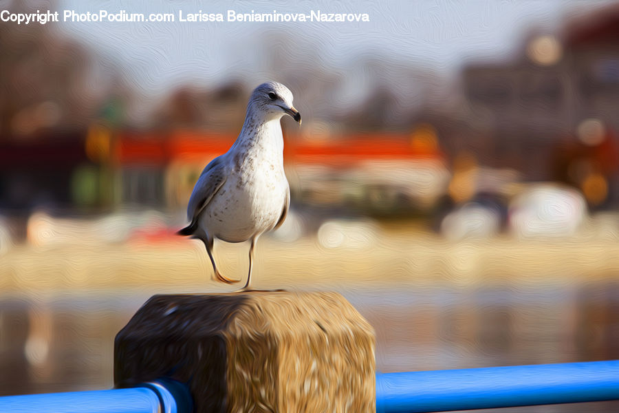 Bird, Seagull, Bowl, Beverage, Bottle, Wine, Wine Bottle