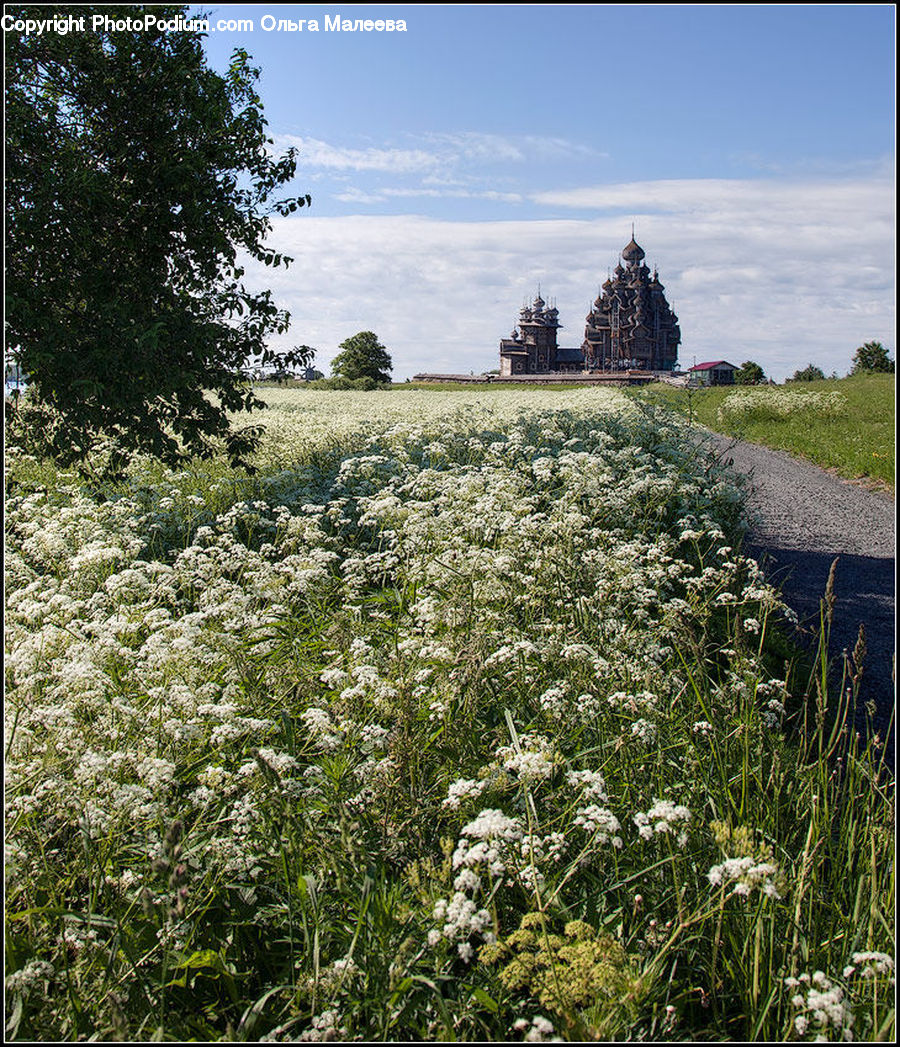 Field, Grass, Grassland, Land, Outdoors, Plant, Blossom