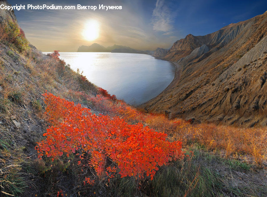 Canyon, Outdoors, Valley, Bush, Plant, Vegetation, Vine