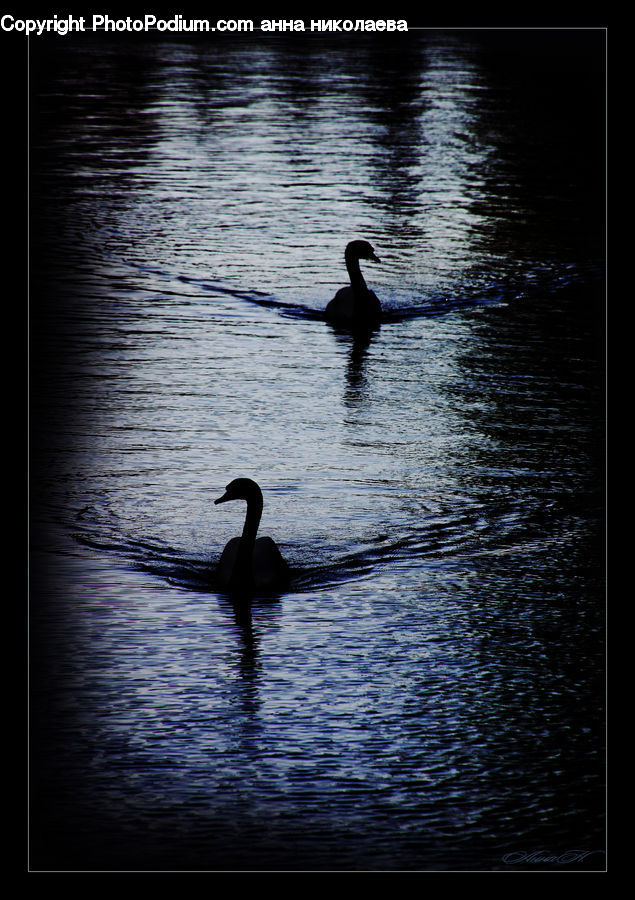 Bird, Cormorant, Waterfowl, Outdoors, Ripple, Water, Black Swan