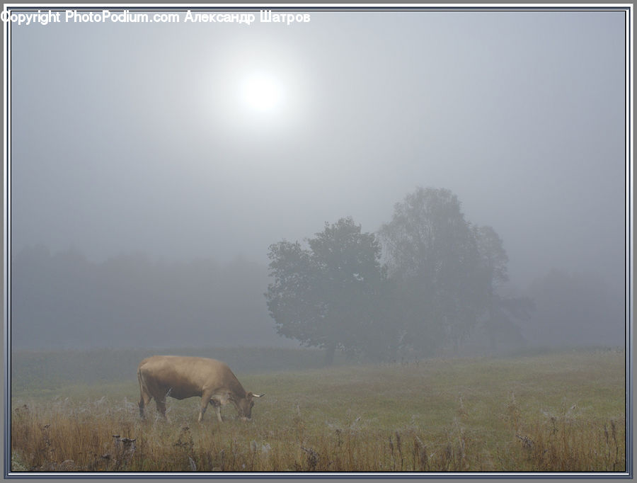 Fog, Animal, Buffalo, Bull, Mammal, Mist, Outdoors