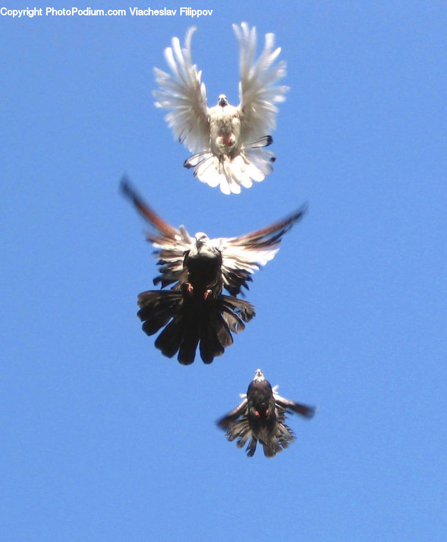 Bird, Dove, Pigeon, Condor, Vulture, Buzzard, Harrier