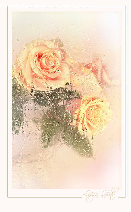 Blossom, Flower, Plant, Rose, Map, Flower Arrangement, Flower Bouquet