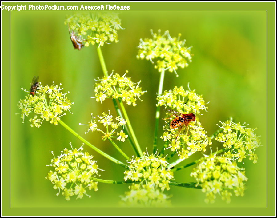 Dill, Plant, Apiaceae, Blossom, Bee, Hornet, Insect