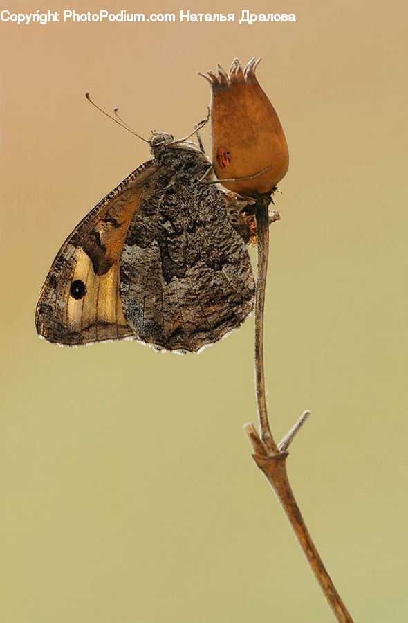 Butterfly, Insect, Invertebrate, Bird, Wren, Cockroach, Plant