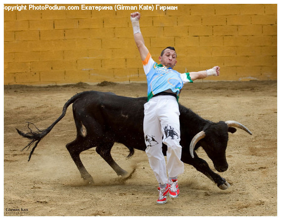 People, Person, Human, Bull, Bullfighter, Bullfighting, Angus