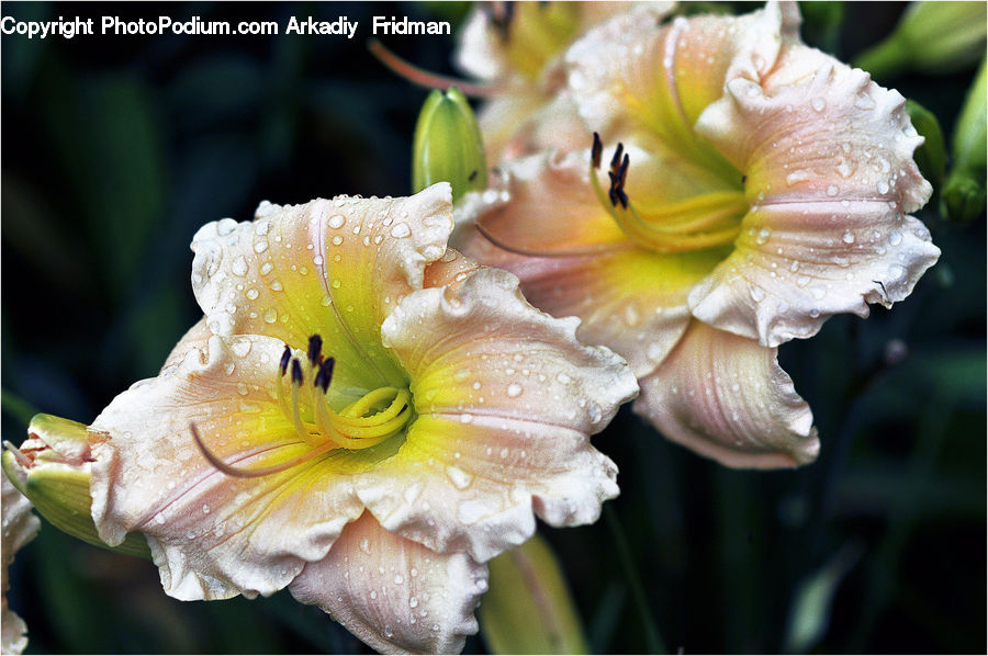 Flora, Flower, Gladiolus, Plant, Blossom, Citrus Fruit, Fruit