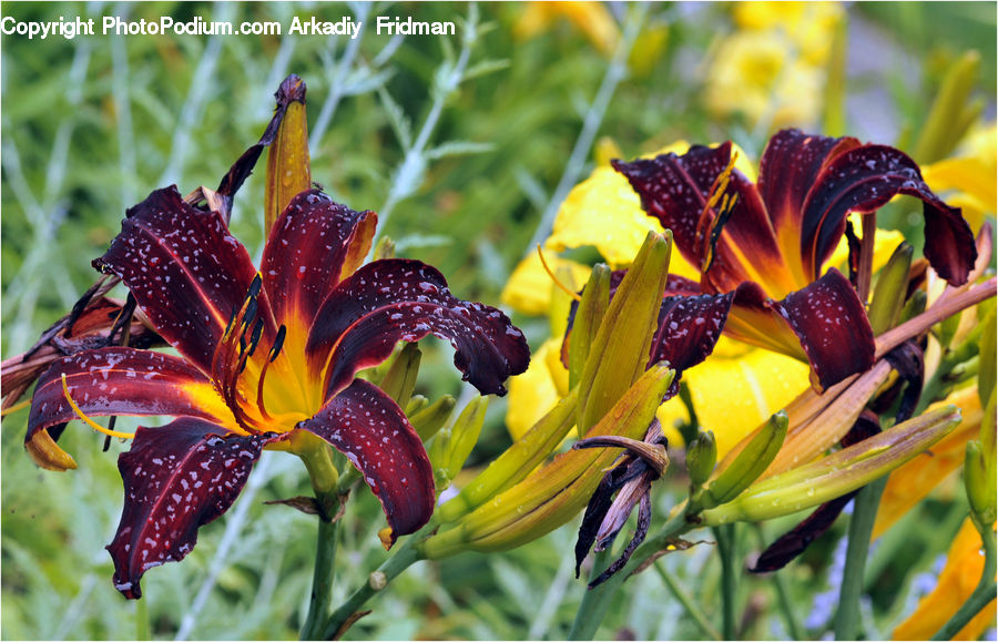 Flora, Pollen, Blossom, Flower, Plant, Petal, Lily