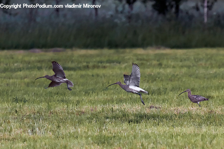 Ardeidae, Bird, Kite Bird, Goose, Waterfowl, Crane Bird, Heron