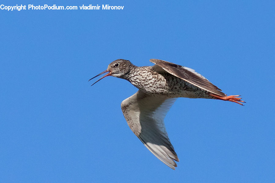 Bird, Booby, Swallow, Flicker Bird, Woodpecker, Beak