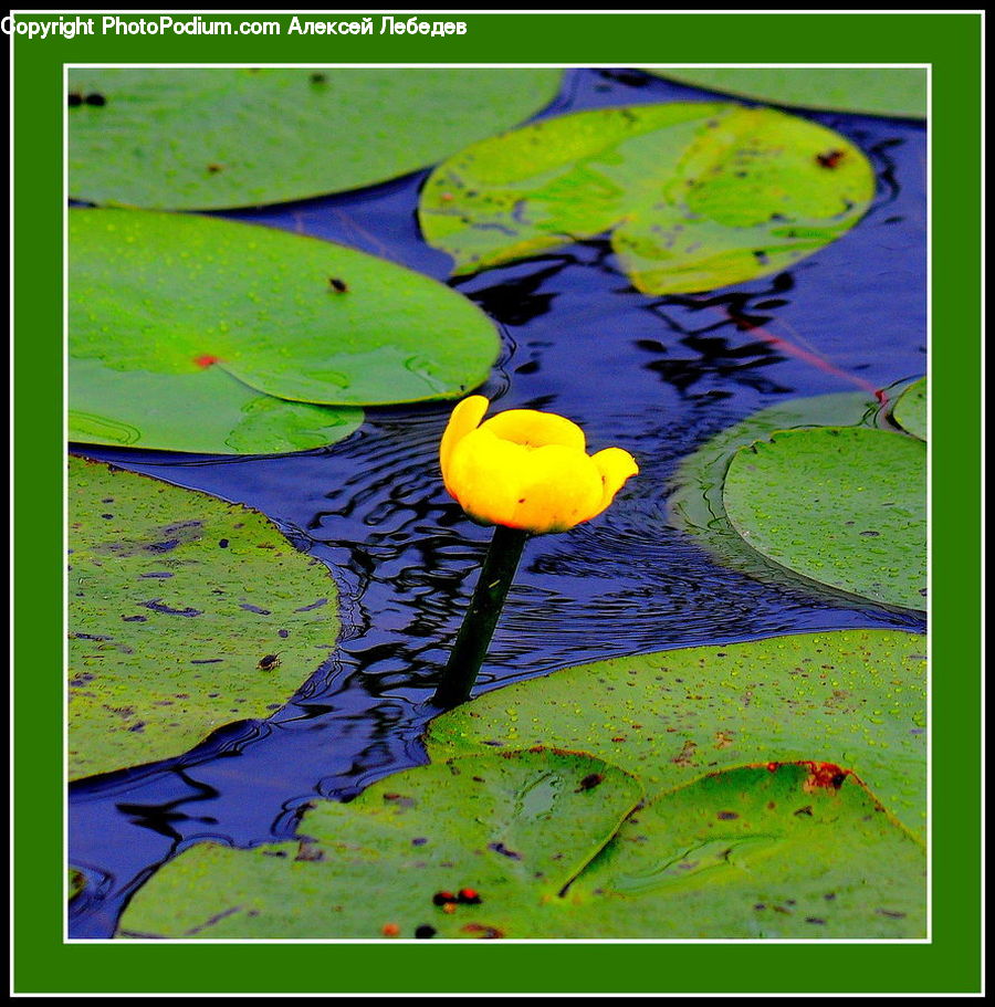 Flower, Lily, Plant, Pond Lily, Collage, Poster, Art