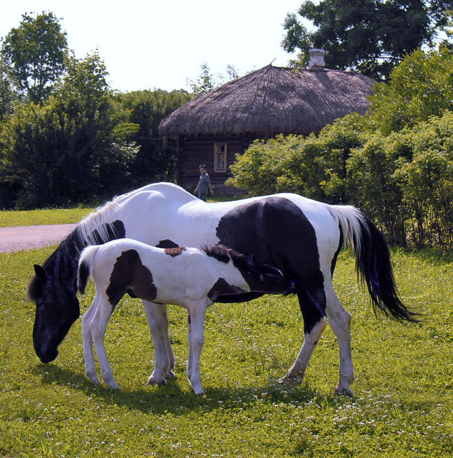 Animal, Colt Horse, Foal, Horse, Mammal, Countryside, Grassland