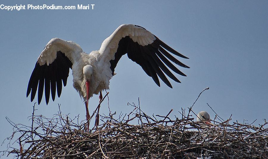 Bird, Stork, Condor, Vulture, Crane Bird, Heron, Eagle