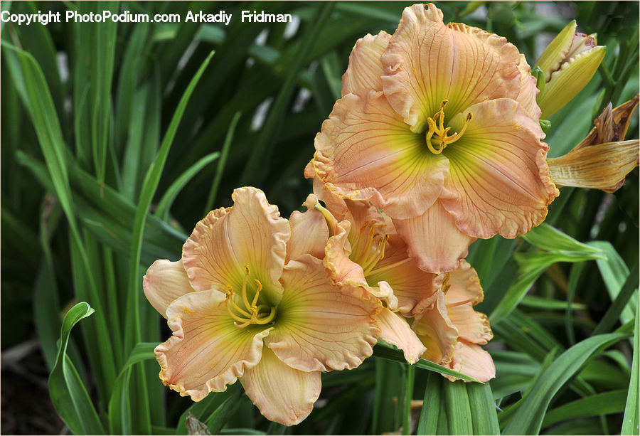 Flora, Flower, Gladiolus, Plant, Blossom, Carnation, Flower Arrangement