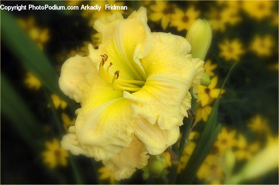 Flora, Flower, Gladiolus, Plant, Blossom, Daffodil, Iris