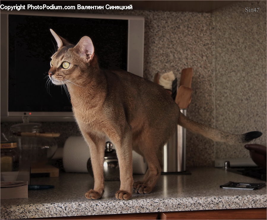 Abyssinian, Animal, Cat, Mammal, Pet, Appliance, Oven