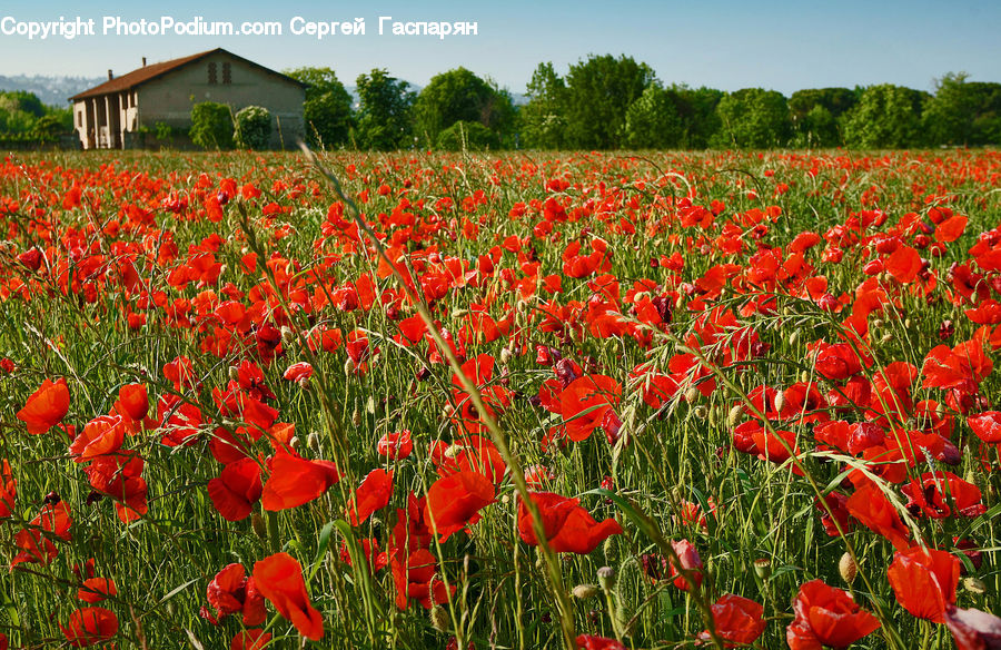 Blossom, Flora, Flower, Plant, Poppy, Tulip, Field