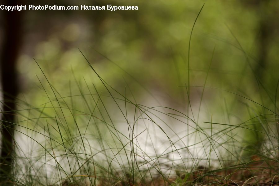 Field, Grass, Grassland, Plant