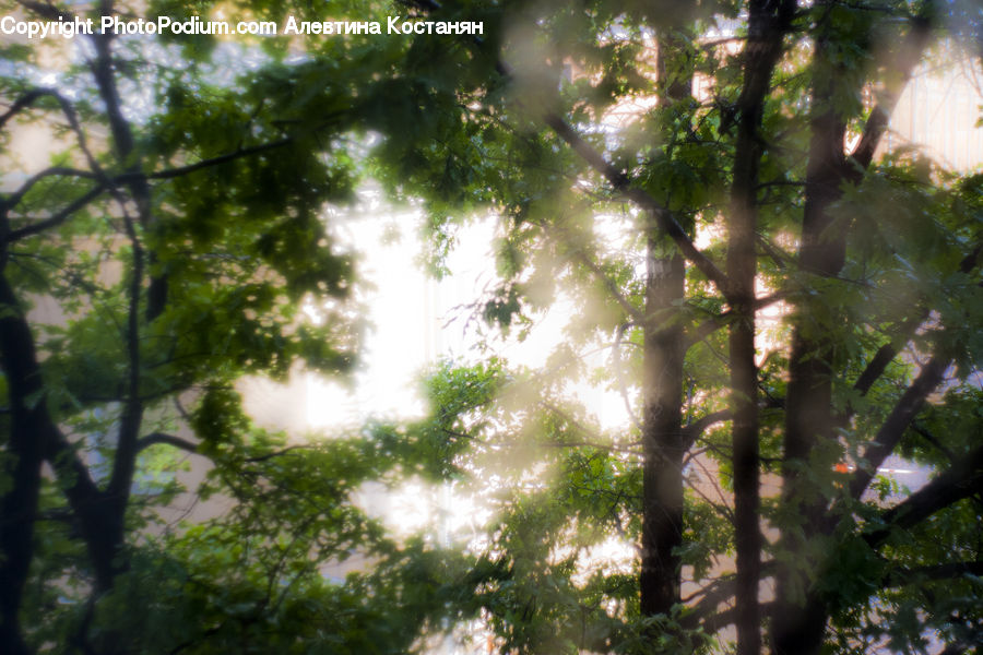 Forest, Vegetation, Fir, Redwood, Tree, Wood, Conifer