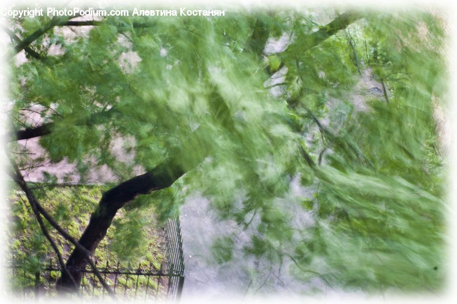 Conifer, Fir, Plant, Tree, Willow, Algae, Outdoors