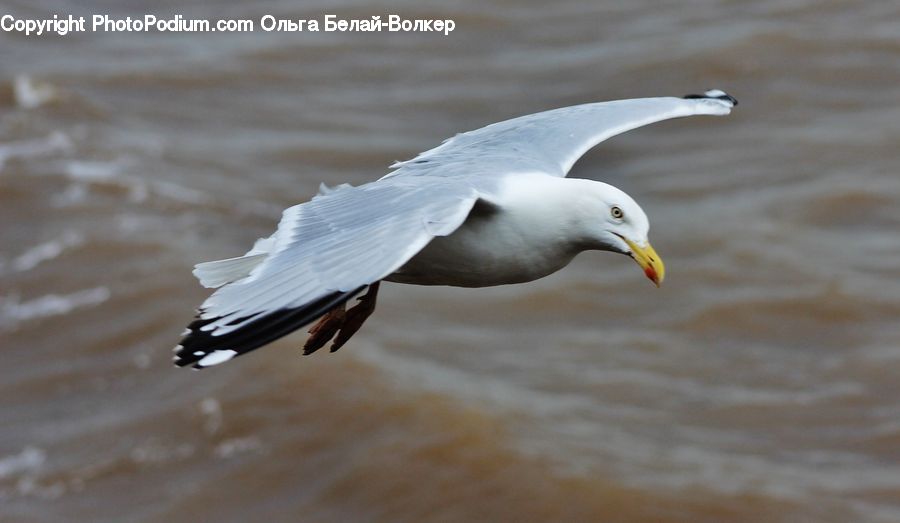 Bird, Seagull, Beak, Head, Portrait